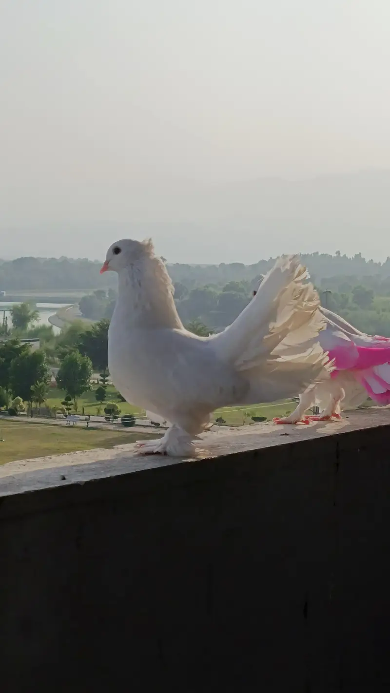 lakky pigeon for sale — photo 4