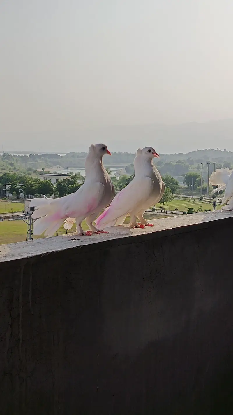lakky pigeon for sale — photo 5