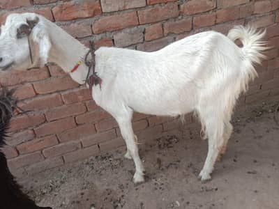 urgent God for sale WhatsApp number 3206819426 number