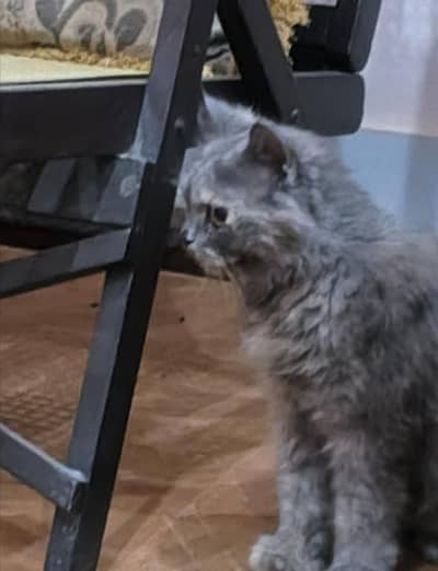 Cat for sell