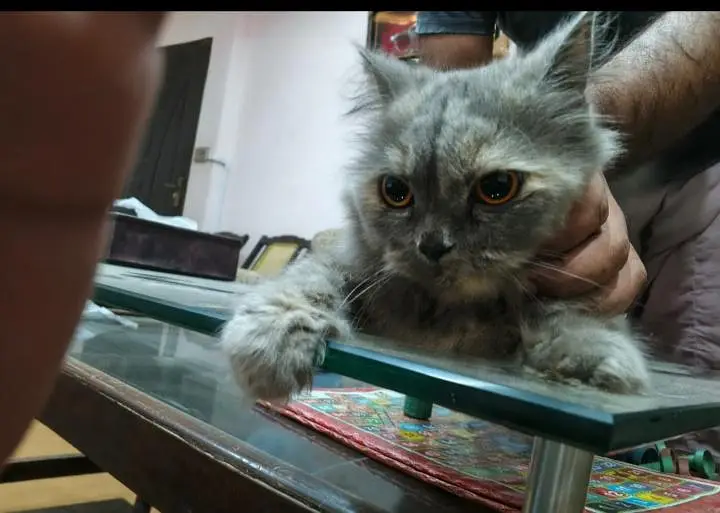 Cat for sell — photo 2
