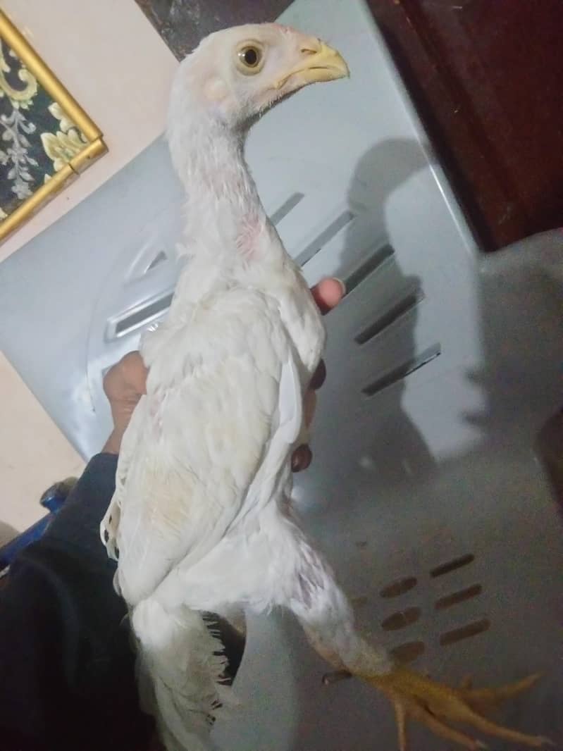 shamo 0