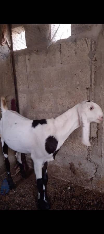 Rajan pori