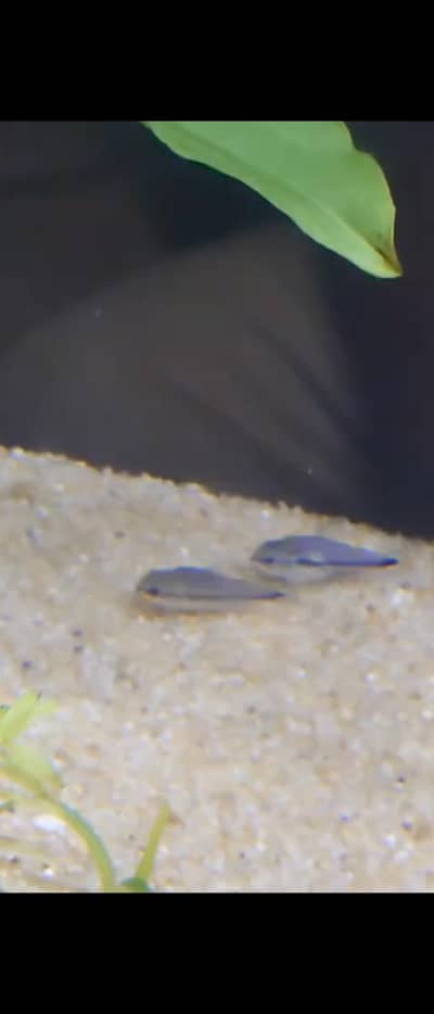 Pygmy Corydoras, Koi Betta, Planted Setup