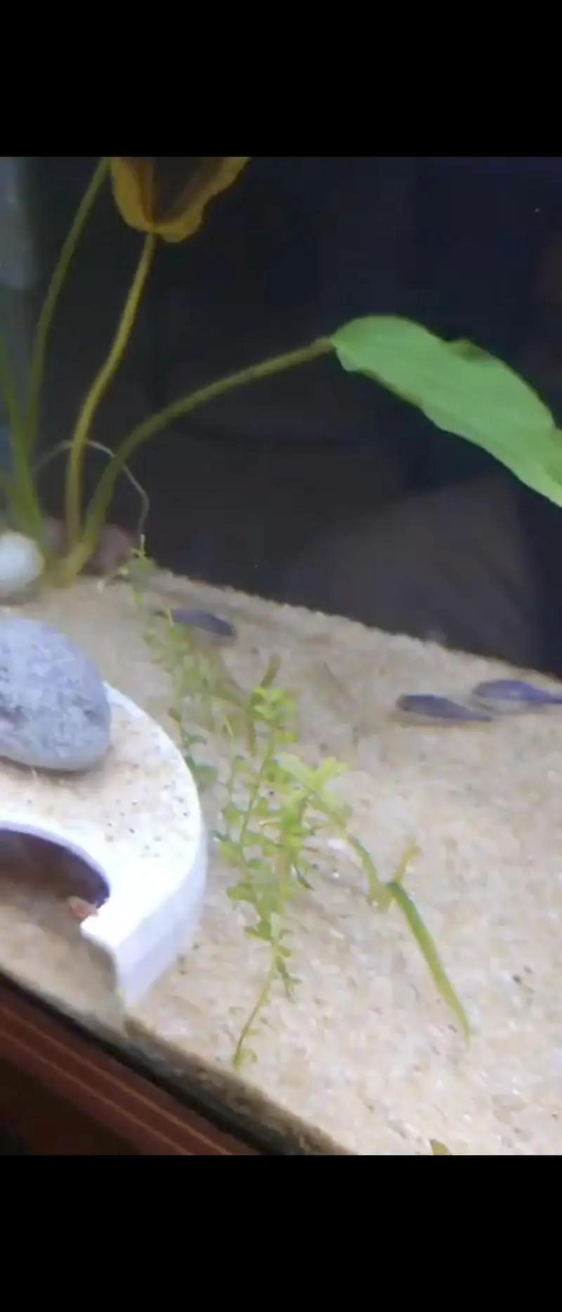 Pygmy Corydoras, Koi Betta, Planted Setup — photo 2