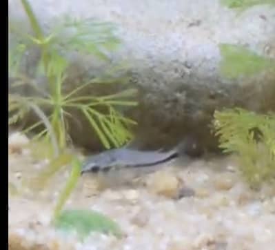 Galaxy Betta, Pygmy Corydora, Planted Setup