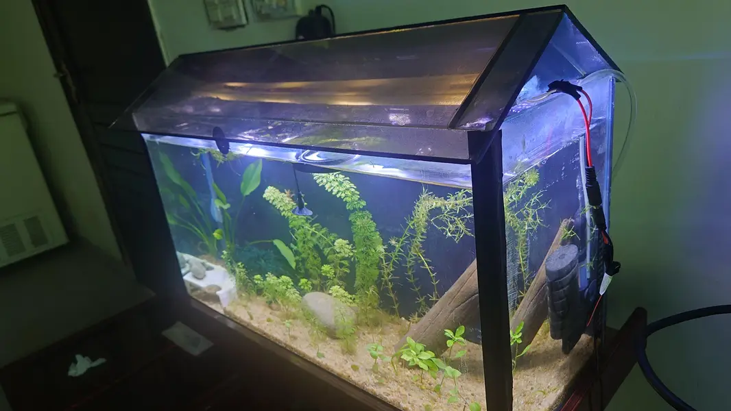 Pygmy Corydoras, Koi Betta, Planted Setup — photo 4