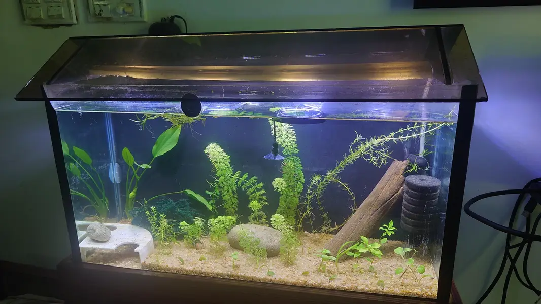 Pygmy Corydoras, Koi Betta, Planted Setup — photo 5