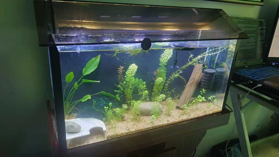Pygmy Corydoras, Koi Betta, Planted Setup — photo 6
