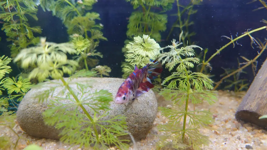 Pygmy Corydoras, Koi Betta, Planted Setup — photo 7