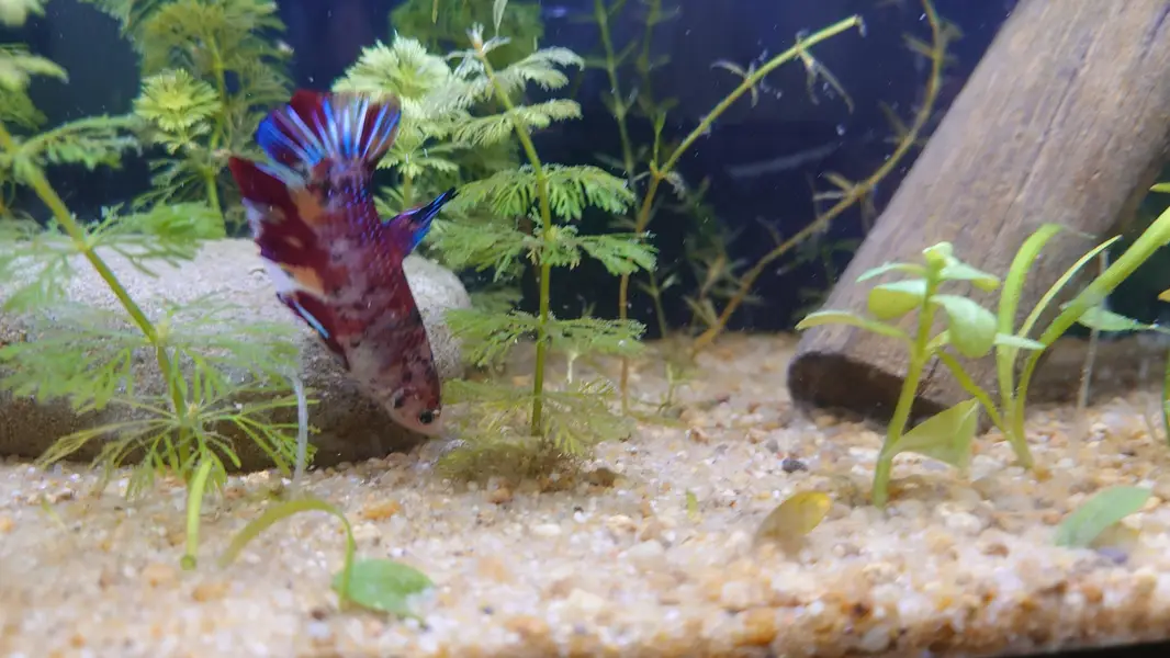 Pygmy Corydoras, Koi Betta, Planted Setup — photo 8