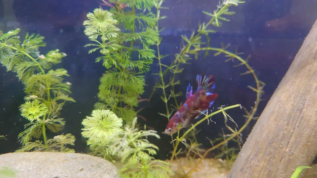 Pygmy Corydoras, Koi Betta, Planted Setup — photo 9