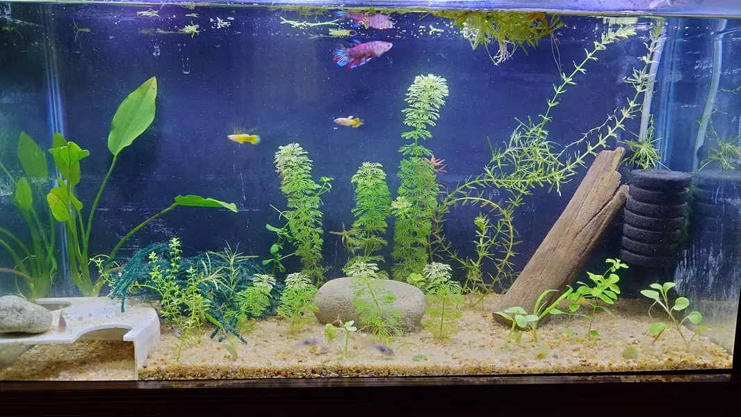 Pygmy Corydoras, Koi Betta, Planted Setup — photo 10