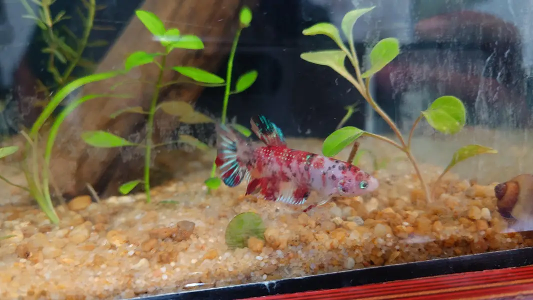 Pygmy Corydoras, Koi Betta, Planted Setup — photo 11