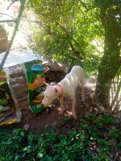 dog sale