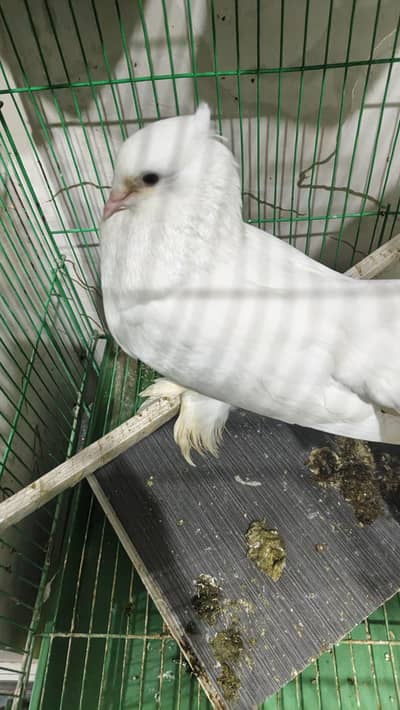 lucky kabooter pair wd chicks nd cage