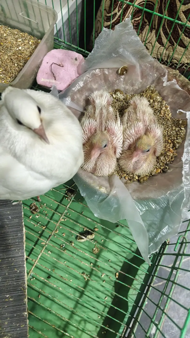 lucky kabooter pair wd chicks nd cage — photo 2