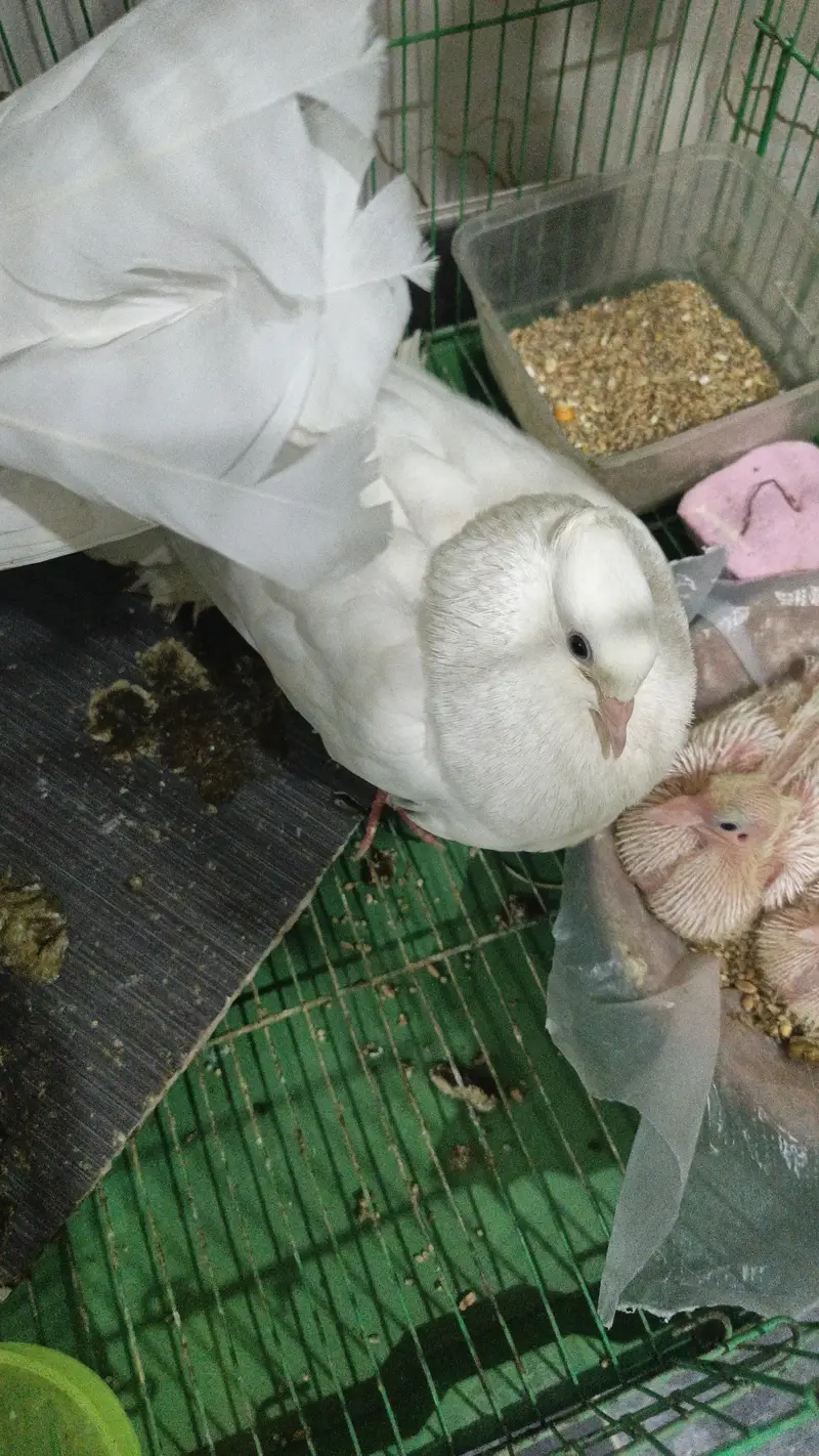 lucky kabooter pair wd chicks nd cage — photo 3