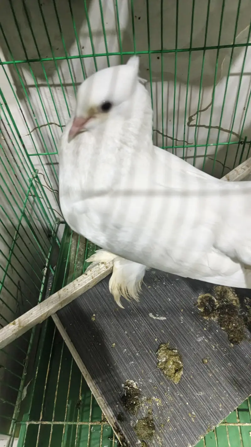 lucky kabooter pair wd chicks nd cage — photo 4