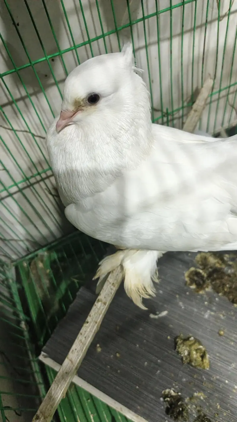lucky kabooter pair wd chicks nd cage — photo 5