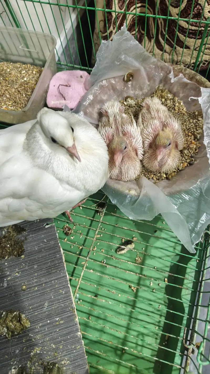 lucky kabooter pair wd chicks nd cage — photo 6