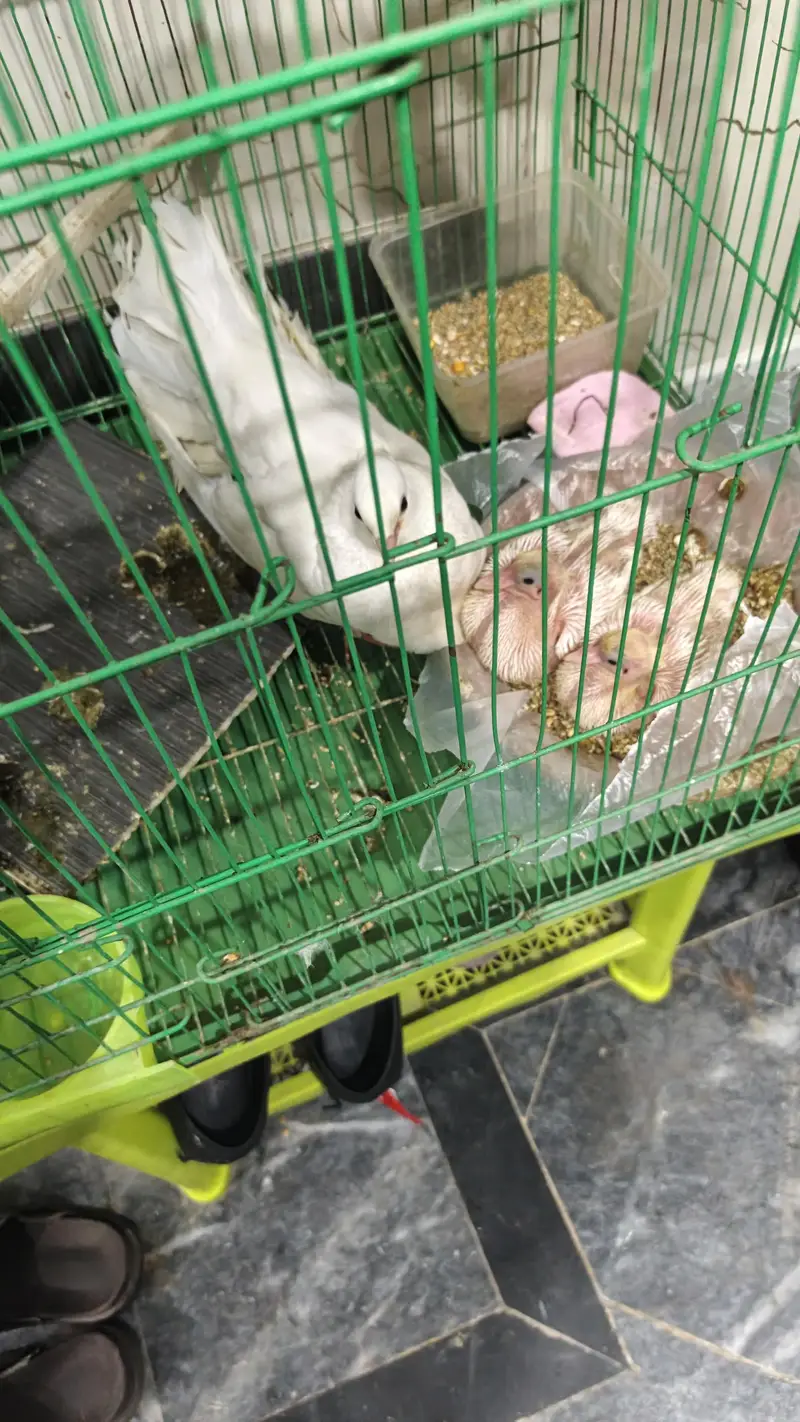 lucky kabooter pair wd chicks nd cage — photo 7