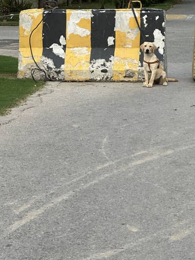 Female pedigree Labrador for sale