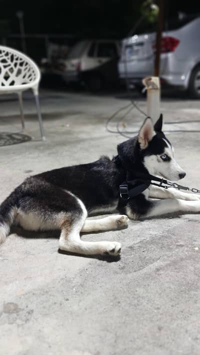 2 Male Siberian Huskies