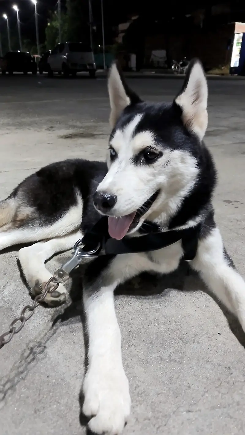 2 Male Siberian Huskies — photo 2