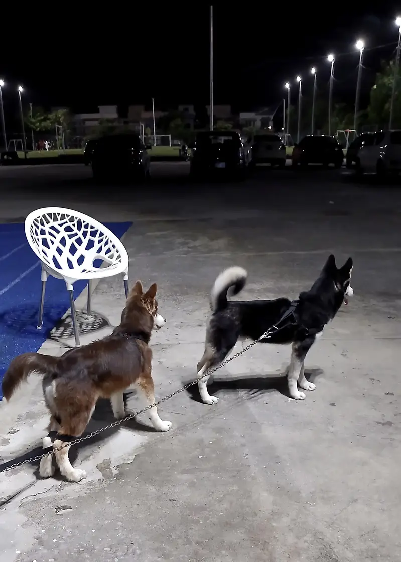 2 Male Siberian Huskies — photo 3