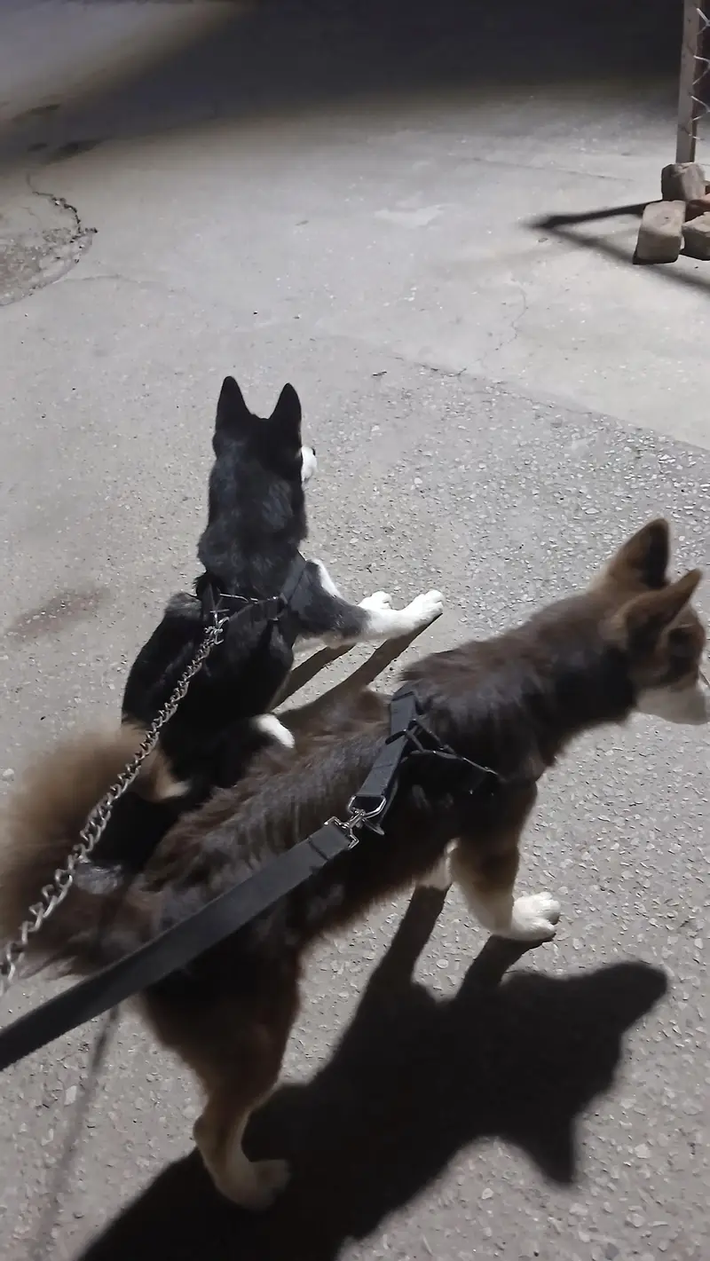 2 Male Siberian Huskies — photo 4