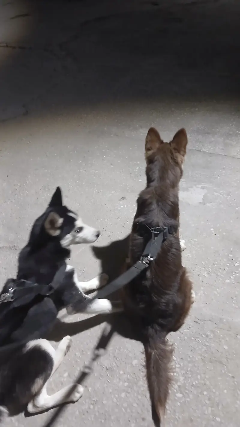 2 Male Siberian Huskies — photo 5