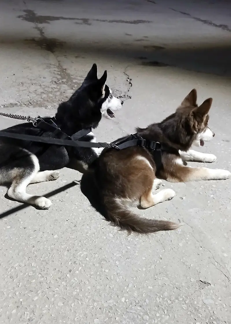 2 Male Siberian Huskies — photo 6