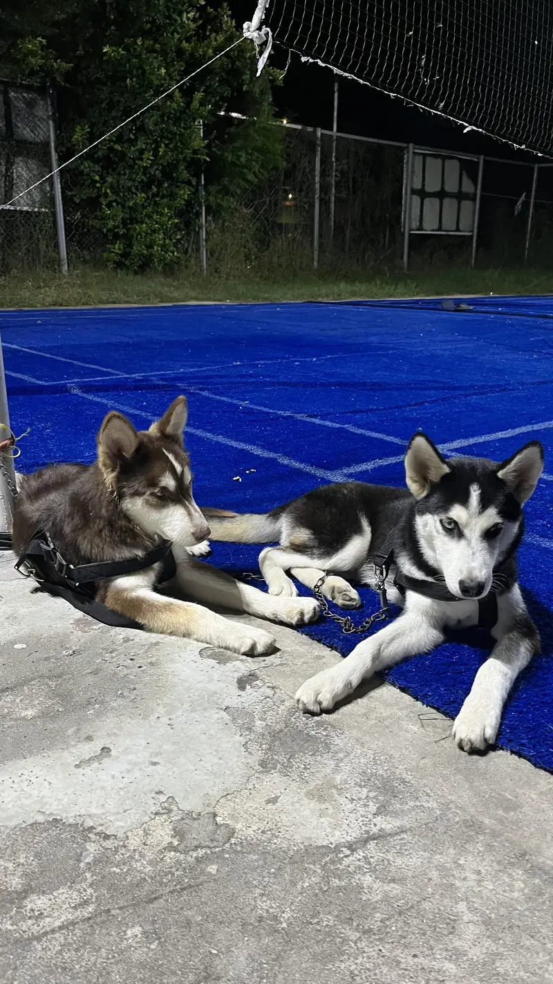 2 Male Siberian Huskies — photo 7