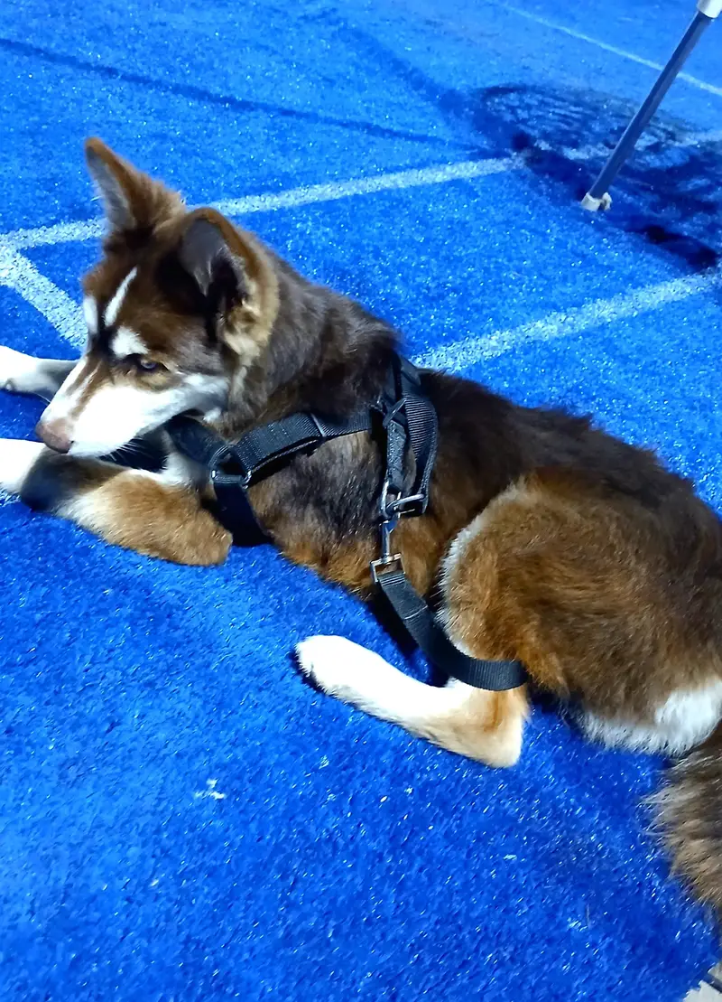 2 Male Siberian Huskies — photo 8