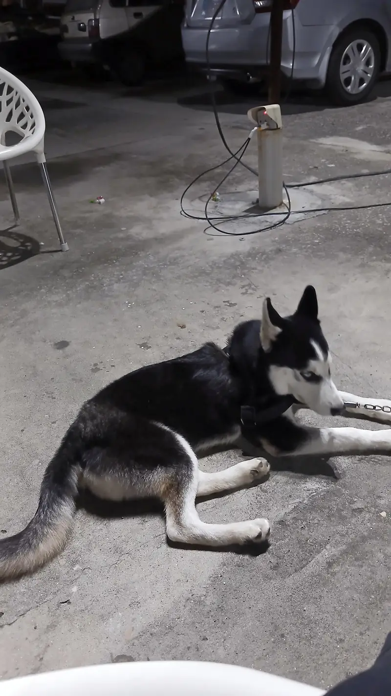 2 Male Siberian Huskies — photo 9
