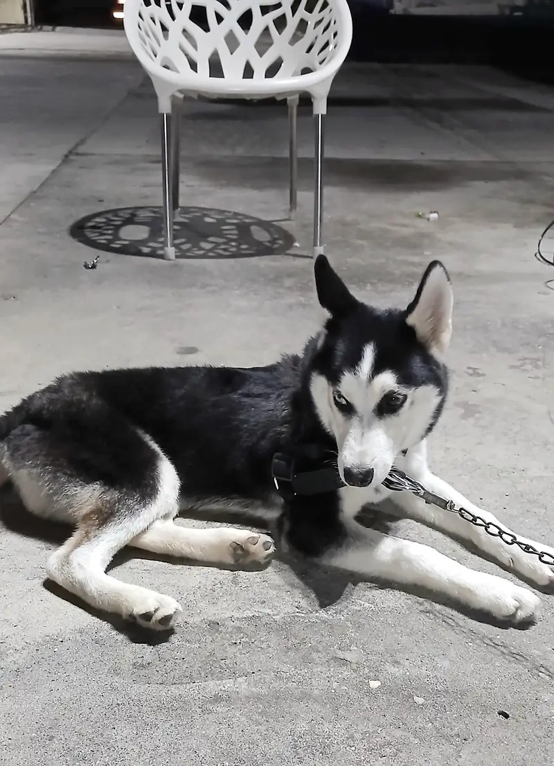 2 Male Siberian Huskies — photo 10