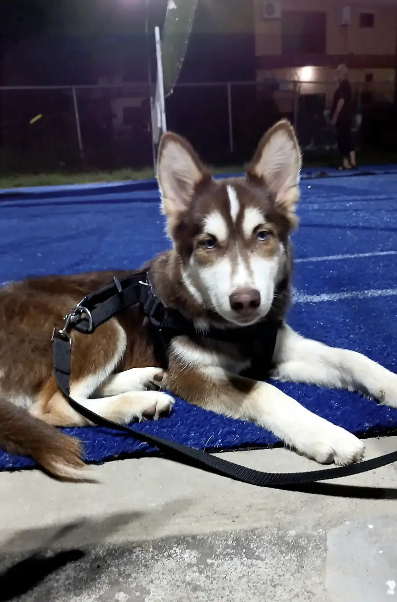 2 Male Siberian Huskies — photo 11