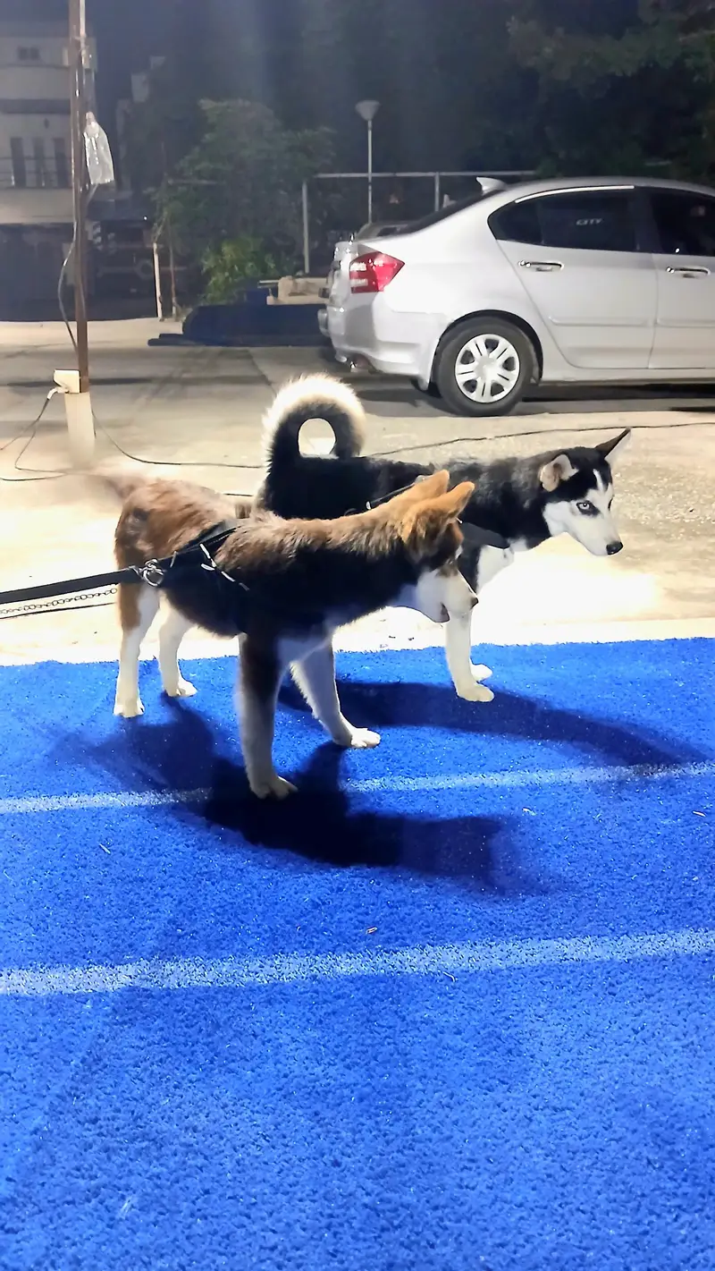2 Male Siberian Huskies — photo 12