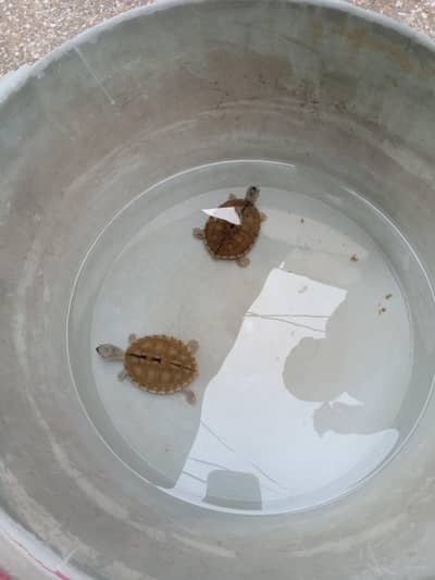 Turtle, Fish, Australian parrots, bettas