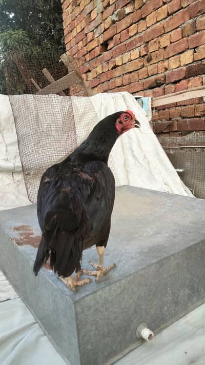 aseel black lasani female