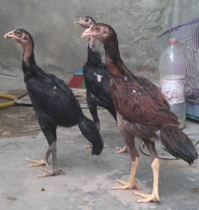 shamo pathay