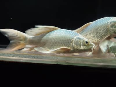 high fine buttery koi