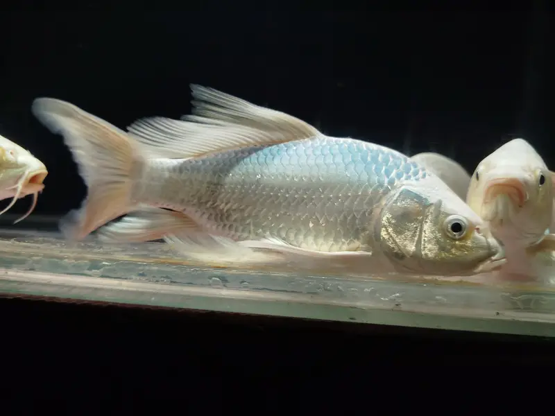 high fine buttery koi — photo 2