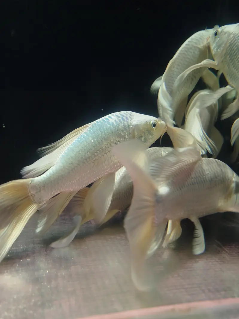 high fine buttery koi — photo 3