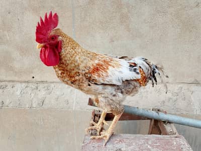 golden misri male