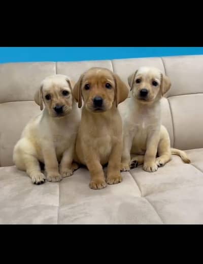 Labrador Retriever