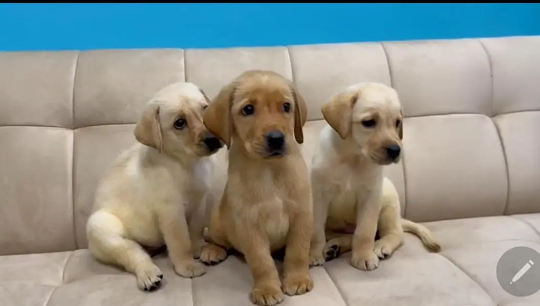 Labrador Retriever — photo 2