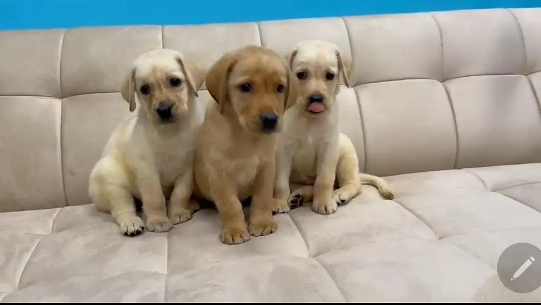 Labrador Retriever — photo 3