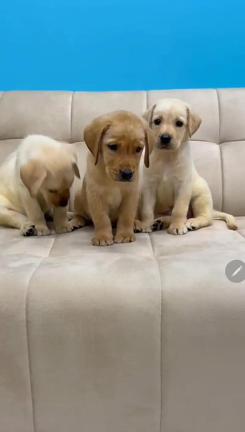 Labrador Retriever — photo 8